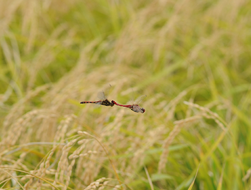 泉橋酒造　秋　とんぼ　つがい