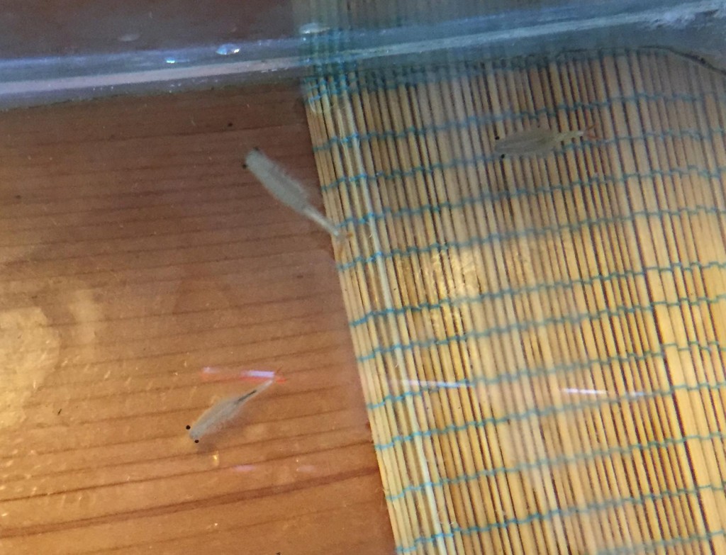 11406184_824888174253842_348274820854955213_o