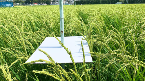 泉橋酒造　2020/9/10 NHK首都圏ネットワークでドローン農業が紹介されました