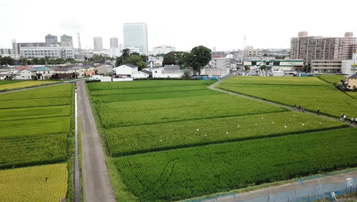 泉橋酒造　2020/9/10 NHK首都圏ネットワークでドローン農業が紹介されました