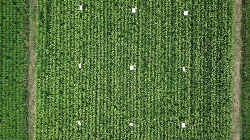 泉橋酒造　2020/9/10 NHK首都圏ネットワークでドローン農業が紹介されました