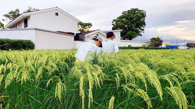 泉橋酒造　酒米研究会