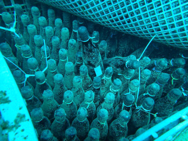 13241379_684073895081731_6566655739311129577_n