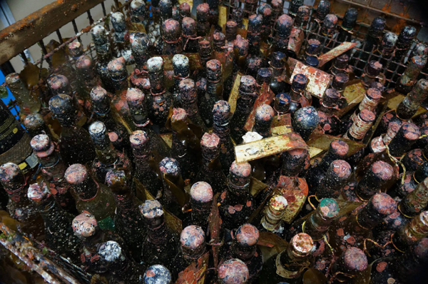 13323637_689955251160262_7338441866547355687_o