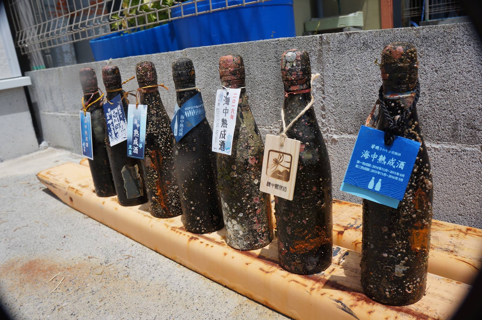 13392156_689954867826967_6655397779113720592_o