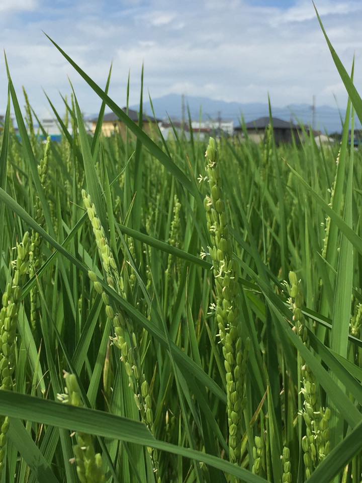 14102377_1071397046269619_9127685407363092882_n