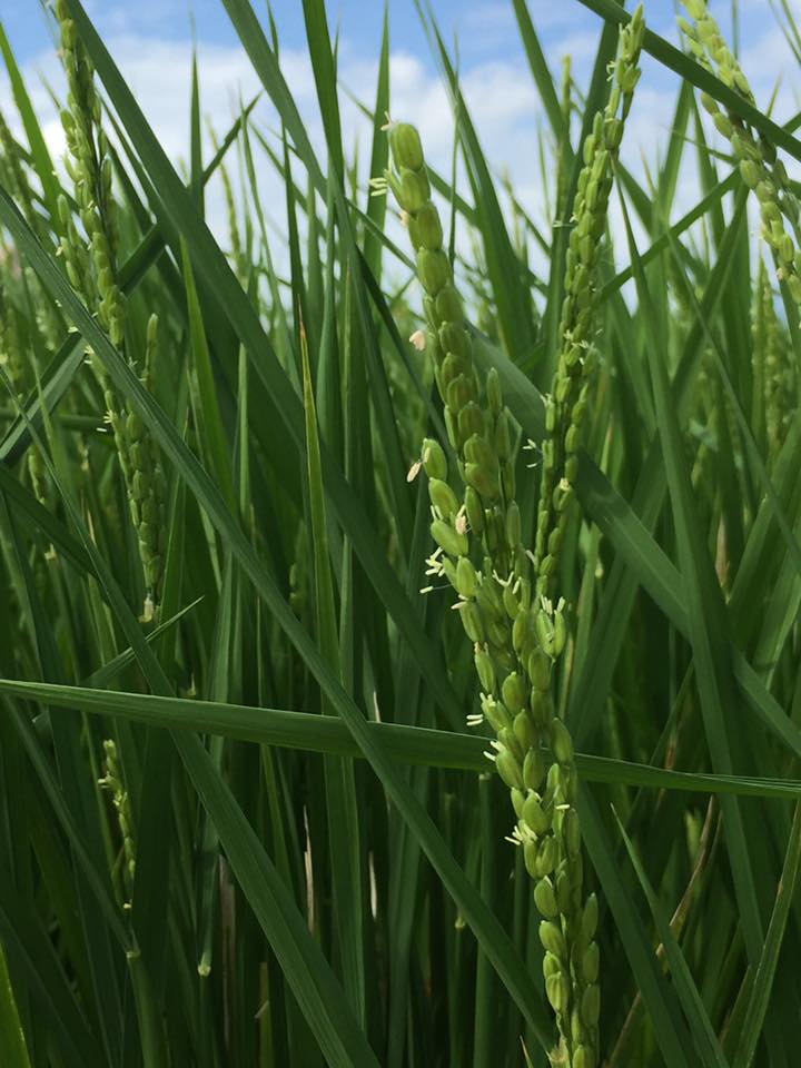 14232472_1071397072936283_3723412882956117793_n