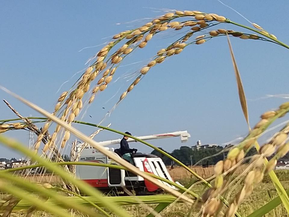 14463211_1095994803809843_3737654674095518087_n