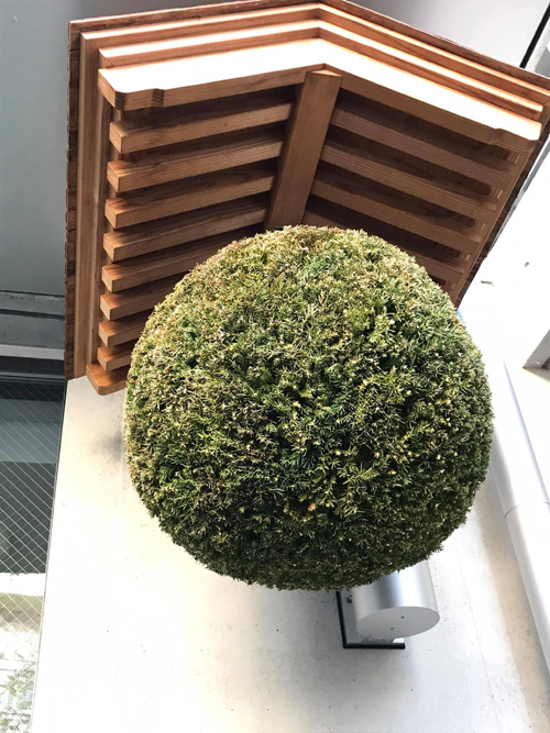 泉橋酒造 蔵元佳肴の杉玉2020